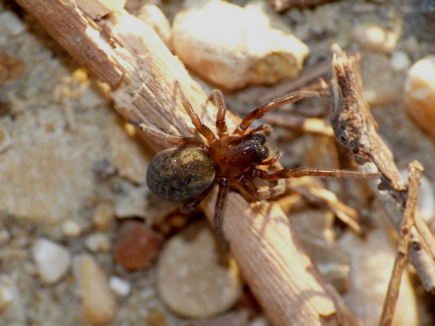 Aterigena ligurica - Marcellina (RM)